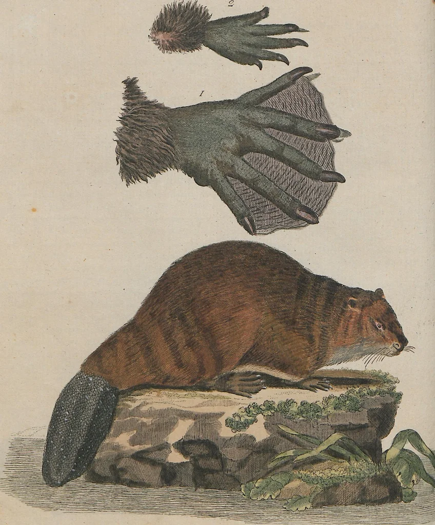 An illustration from (Band 1), 1801, leaf 96