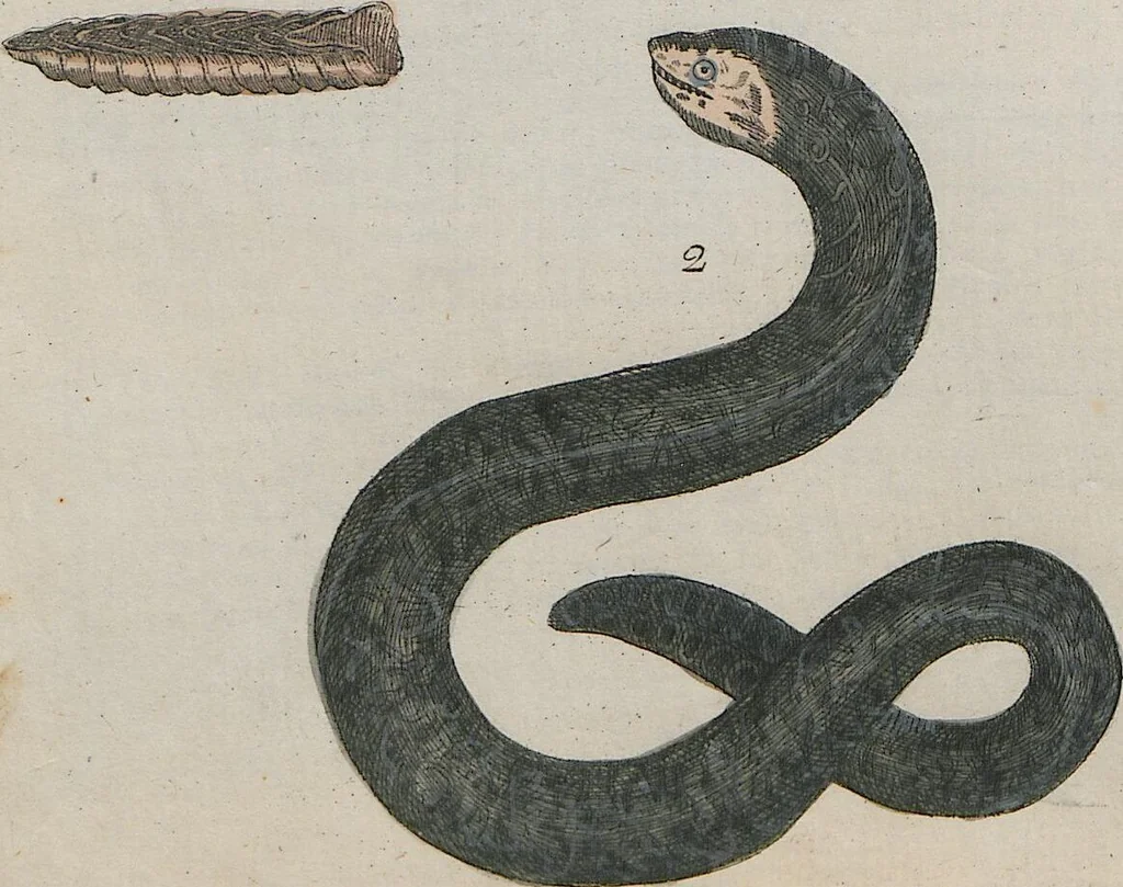 An illustration from (Band 1), 1801, leaf 99