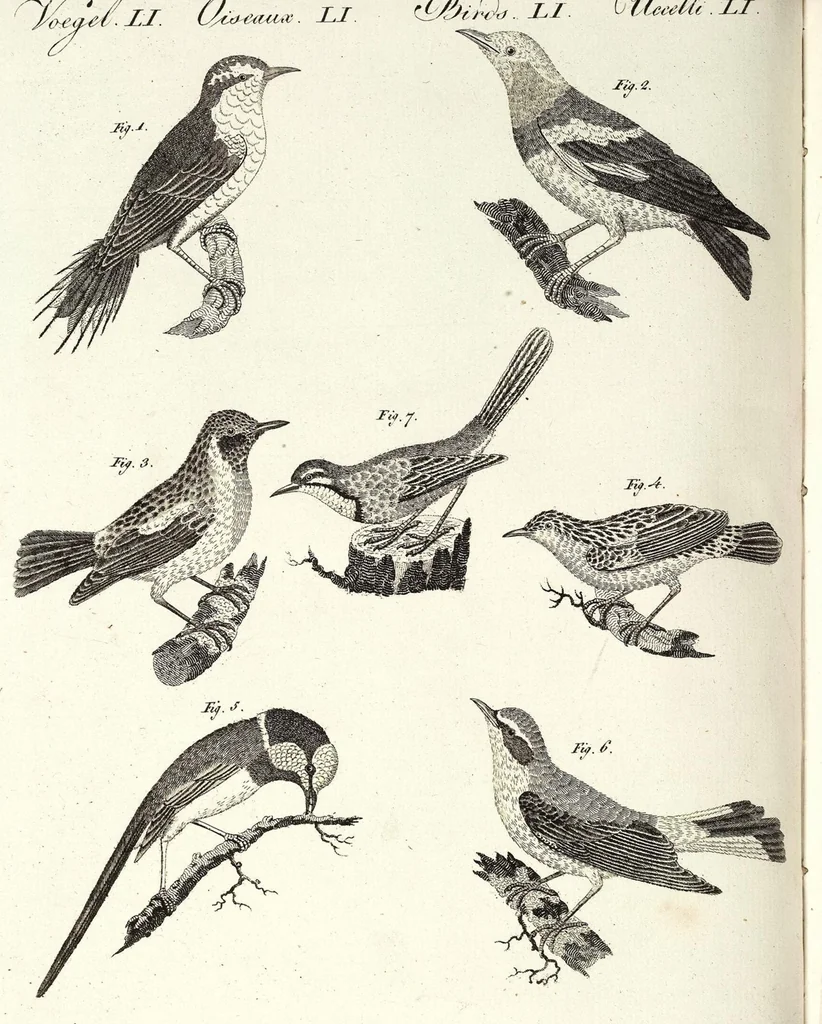 An illustration from (Band 4), 1802, leaf 103