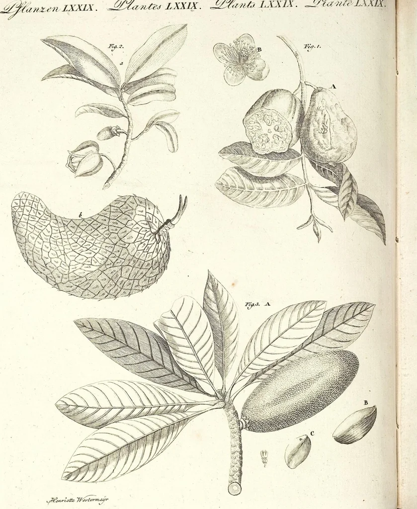 An illustration from (Band 4), 1802, leaf 113
