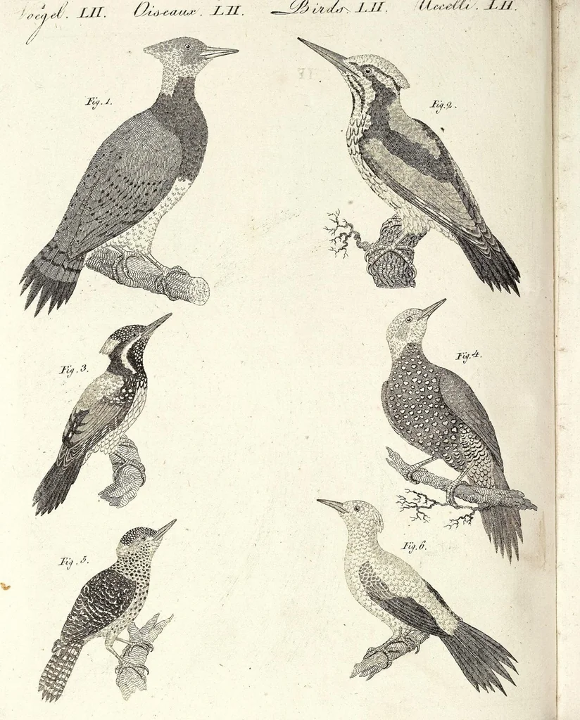 An illustration from (Band 4), 1802, leaf 128