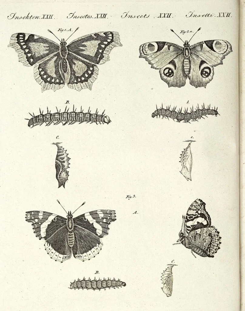 An illustration from (Band 4), 1802, leaf 133