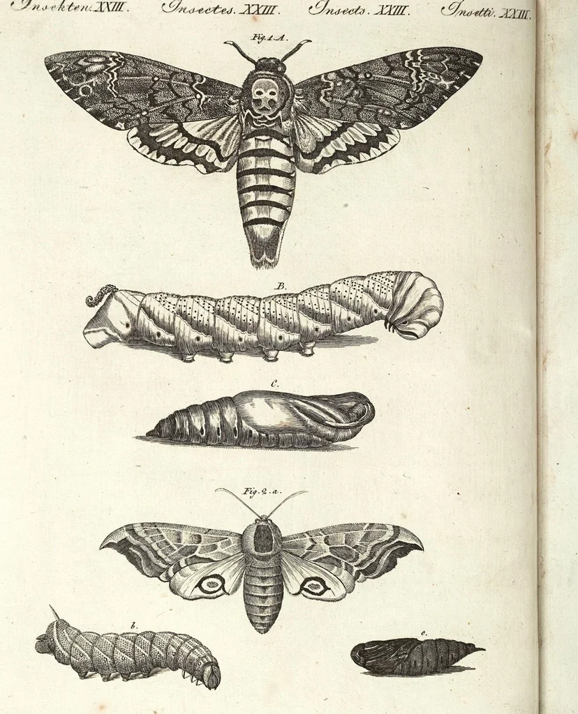 An illustration from (Band 4), 1802, leaf 138
