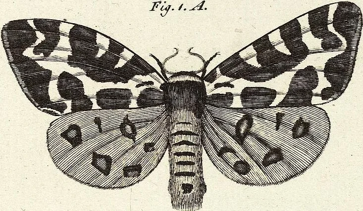 An illustration from (Band 4), 1802, leaf 143