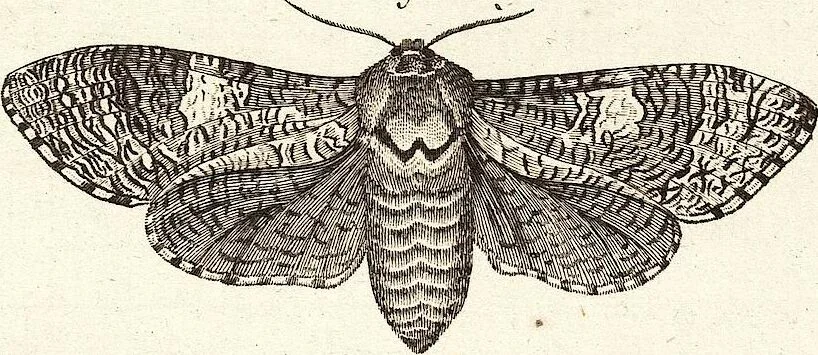An illustration from (Band 4), 1802, leaf 143
