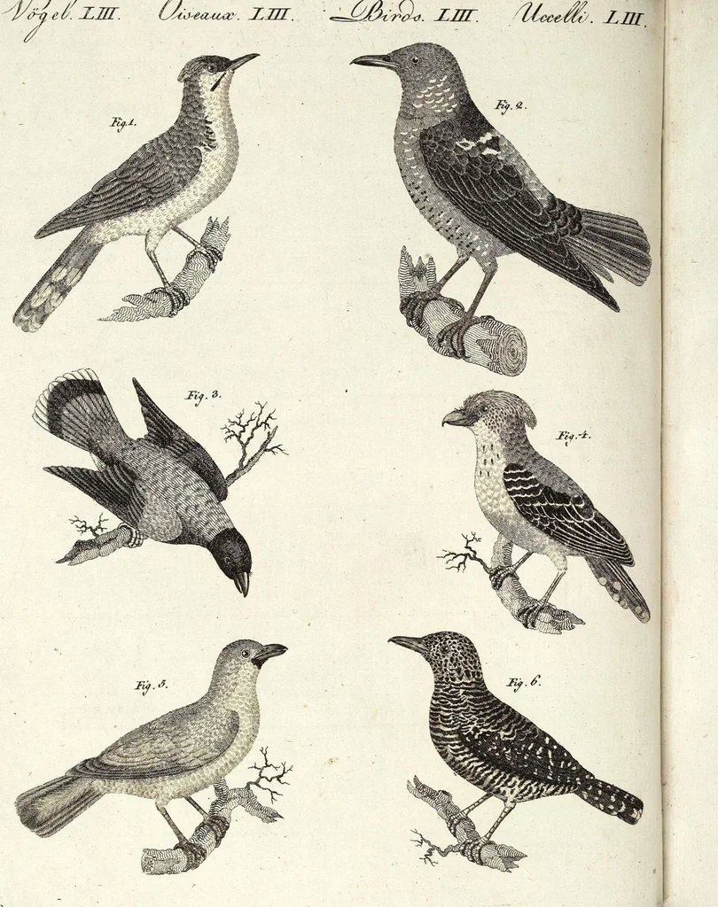 An illustration from (Band 4), 1802, leaf 153