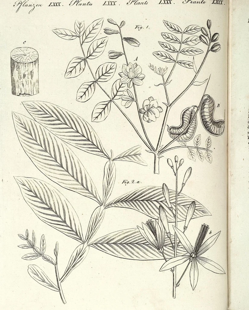 An illustration from (Band 4), 1802, leaf 158