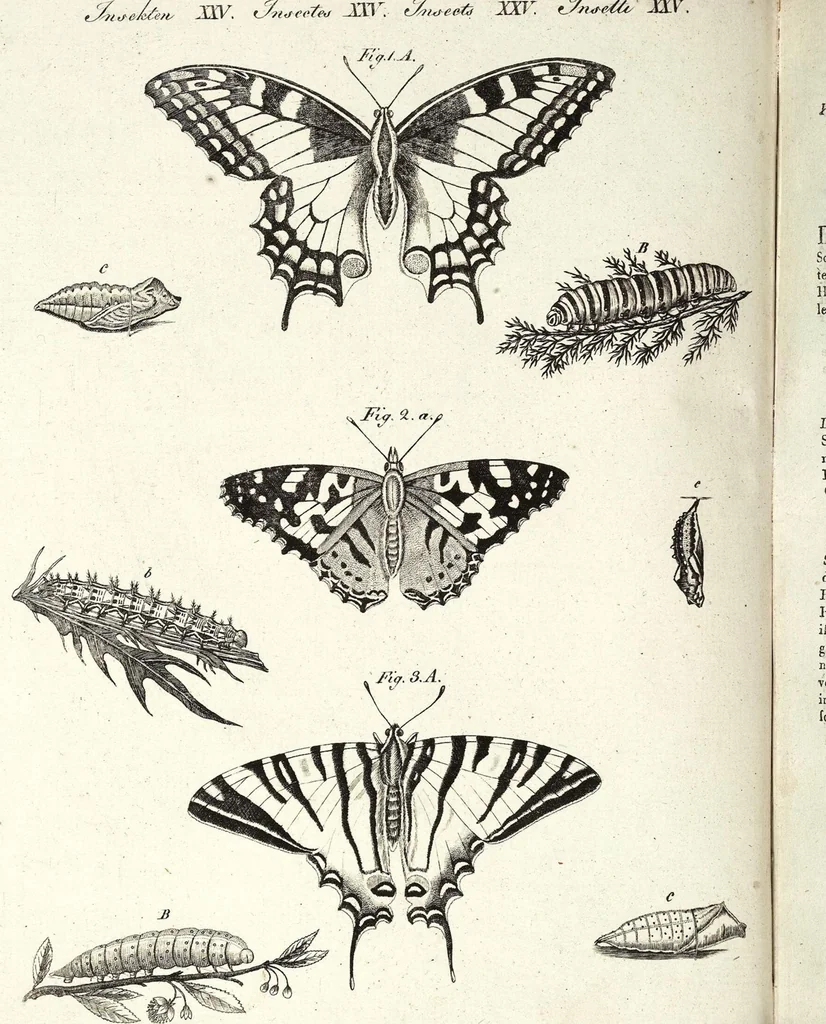 An illustration from (Band 4), 1802, leaf 163
