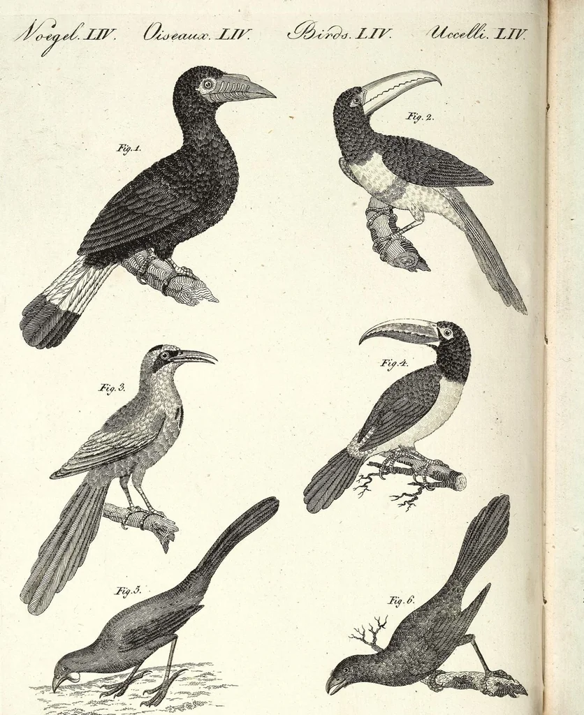 An illustration from (Band 4), 1802, leaf 173