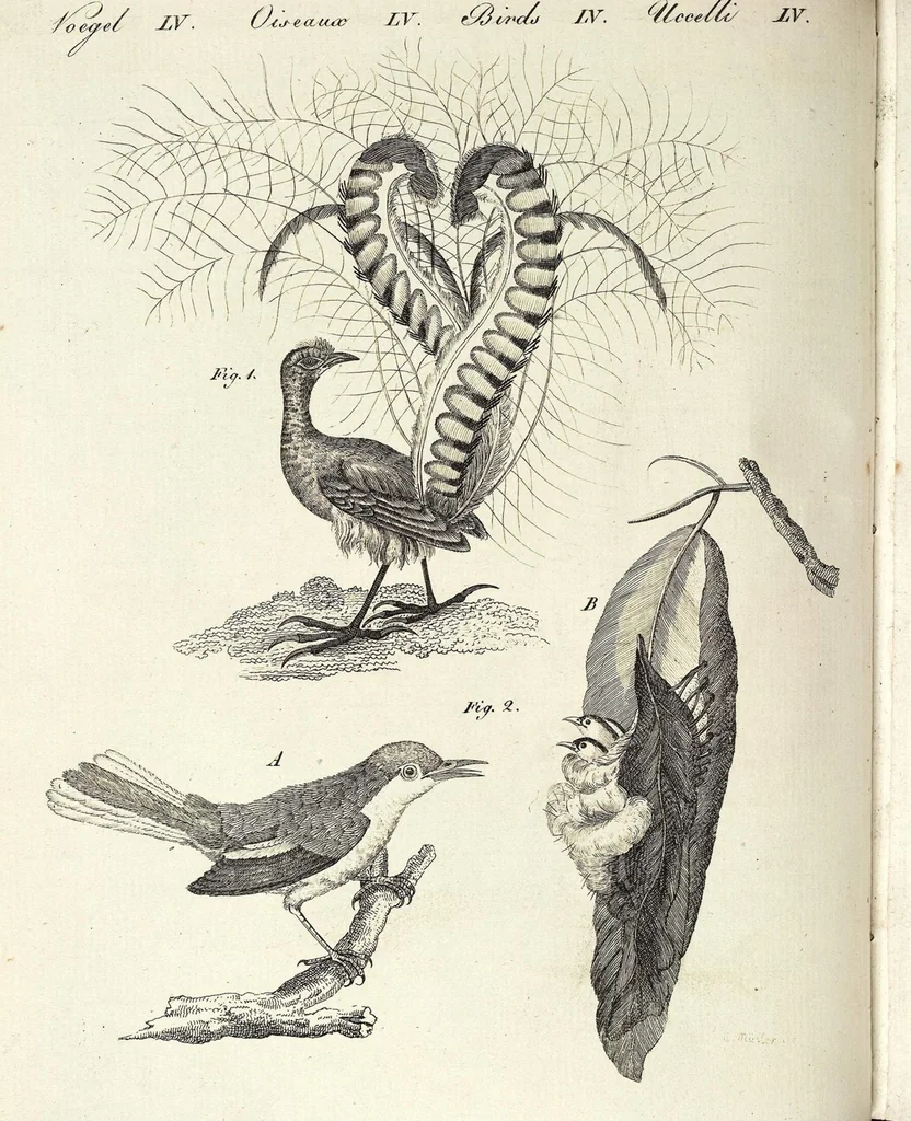 An illustration from (Band 4), 1802, leaf 178