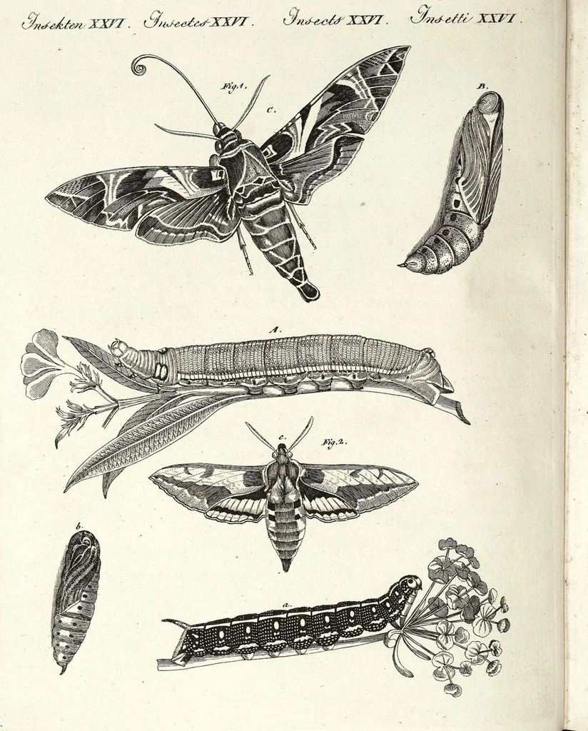 An illustration from (Band 4), 1802, leaf 188