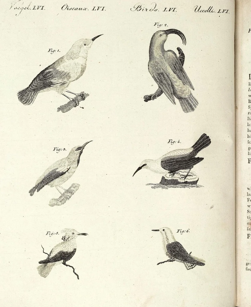 An illustration from (Band 4), 1802, leaf 203