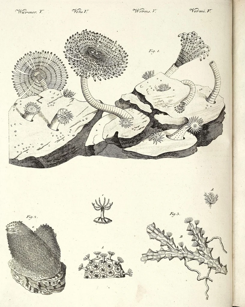 An illustration from (Band 4), 1802, leaf 213