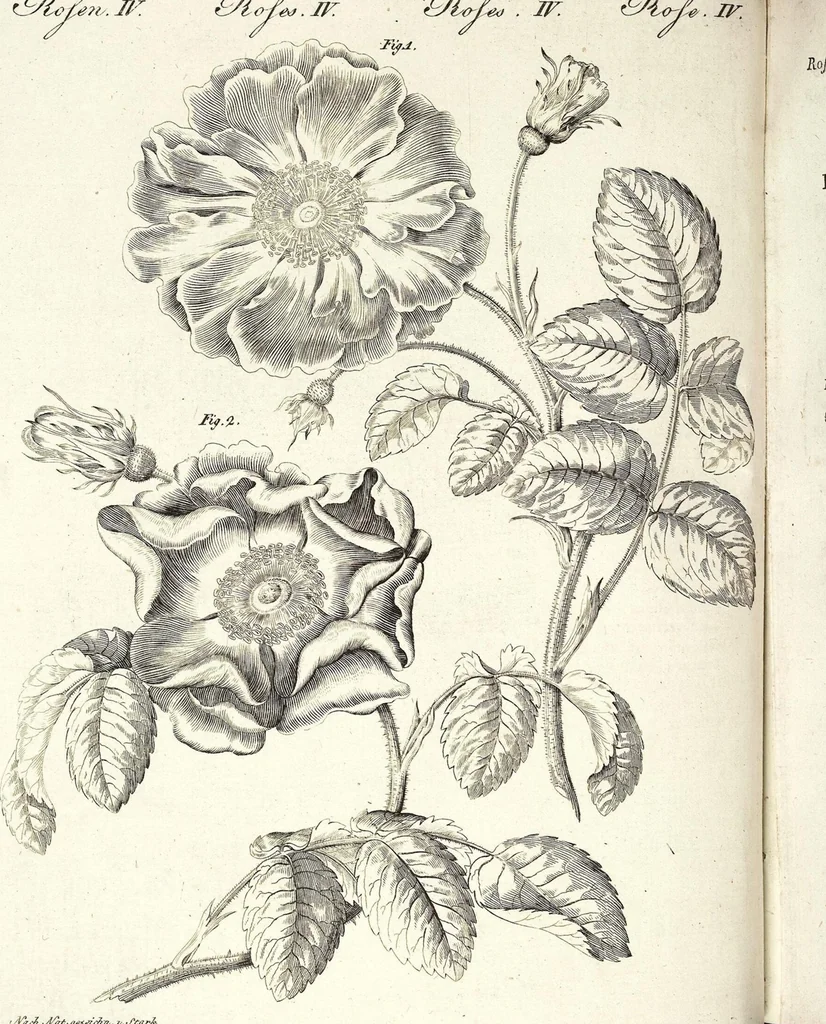 An illustration from (Band 4), 1802, leaf 223