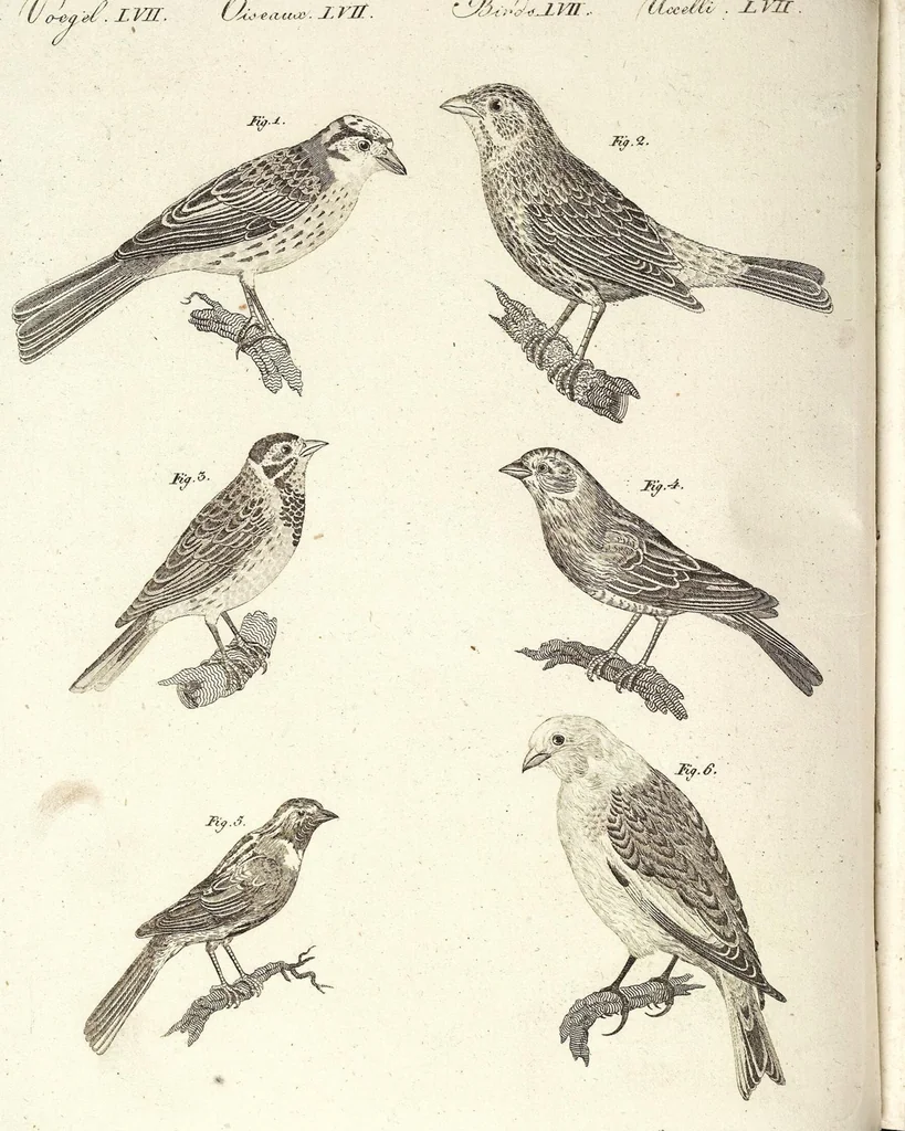 An illustration from (Band 4), 1802, leaf 228