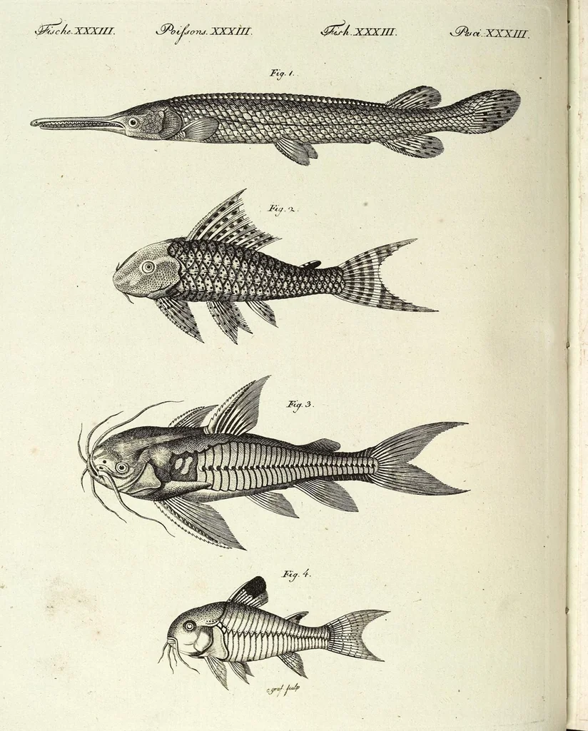 An illustration from (Band 4), 1802, leaf 238