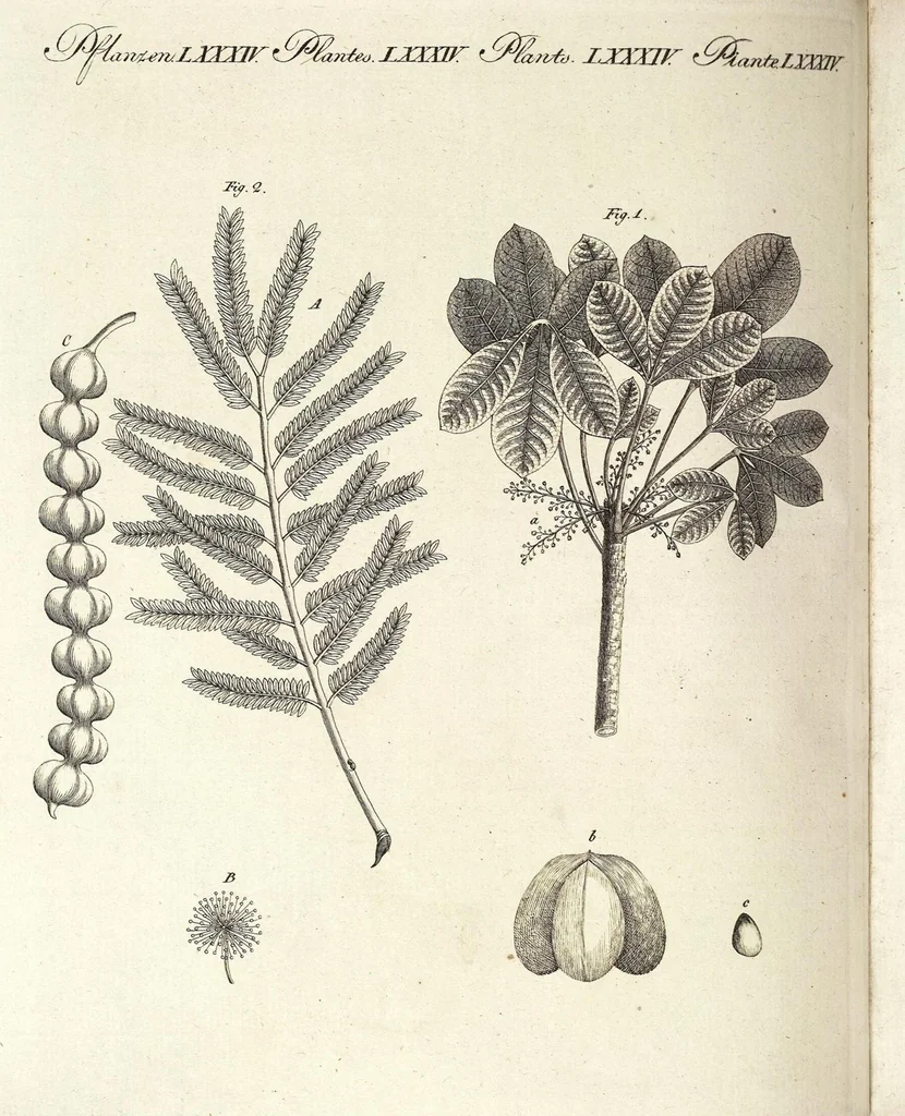 An illustration from (Band 4), 1802, leaf 248