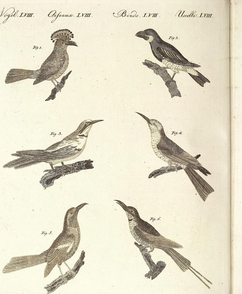 An illustration from (Band 4), 1802, leaf 253