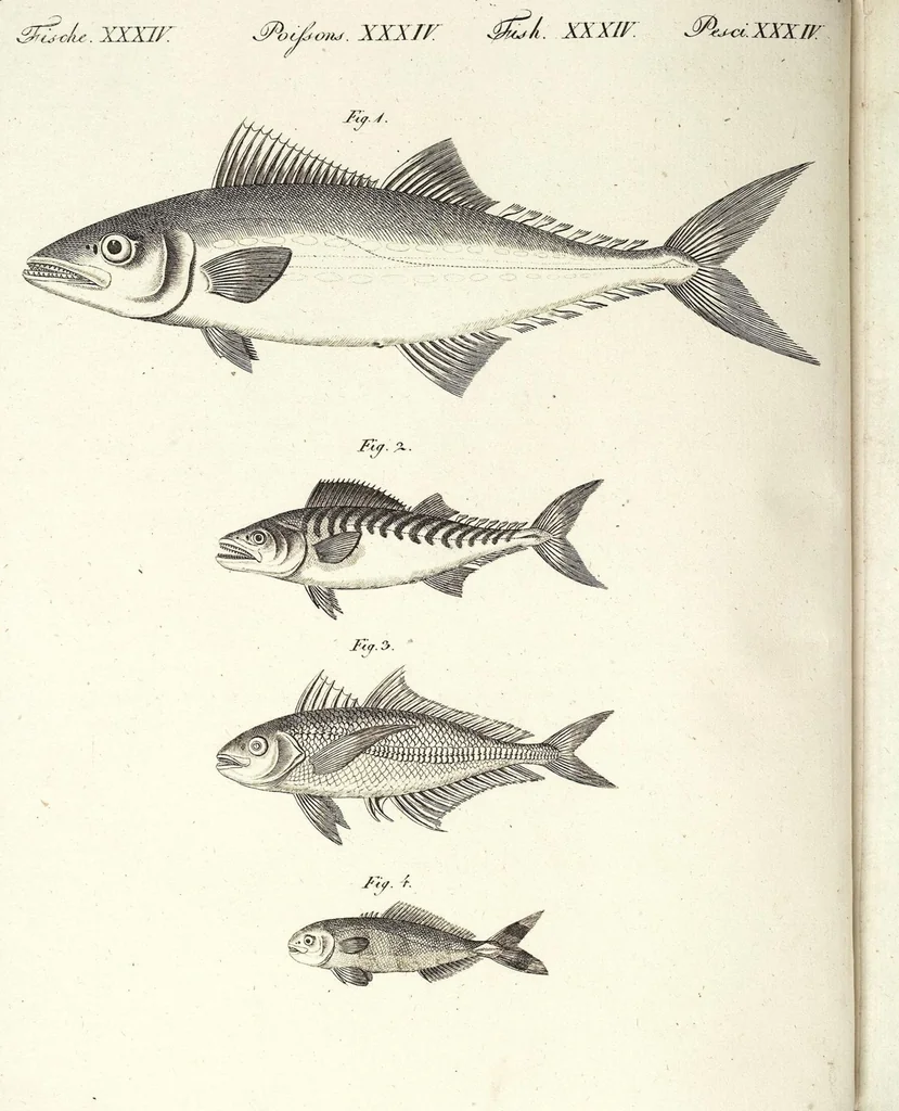 An illustration from (Band 4), 1802, leaf 258