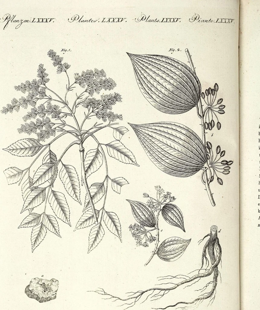 An illustration from (Band 4), 1802, leaf 263