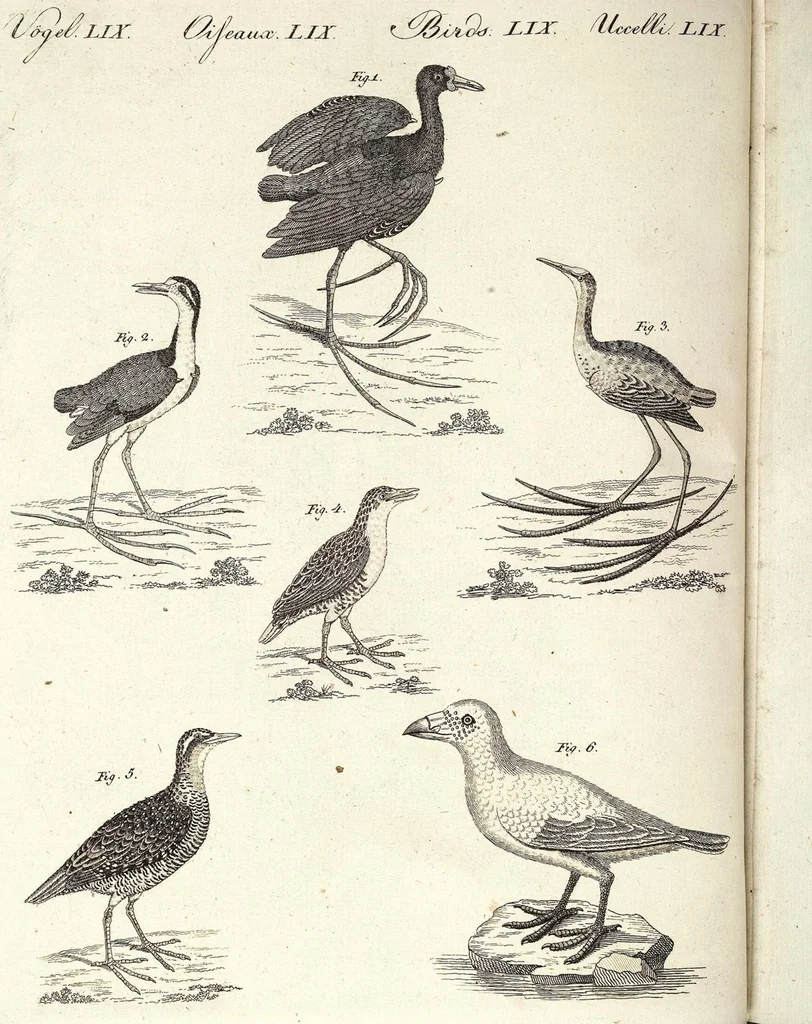 An illustration from (Band 4), 1802, leaf 278