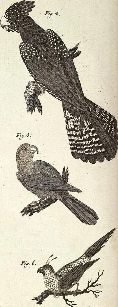 An illustration from (Band 4), 1802, leaf 28