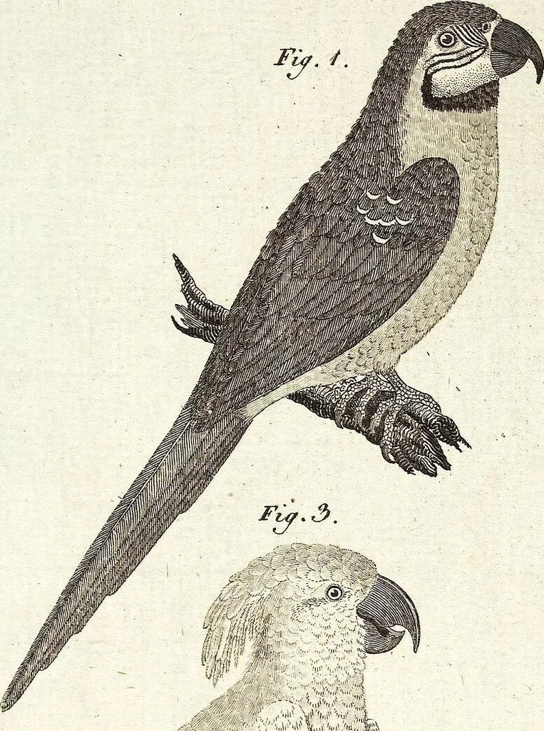 An illustration from (Band 4), 1802, leaf 28
