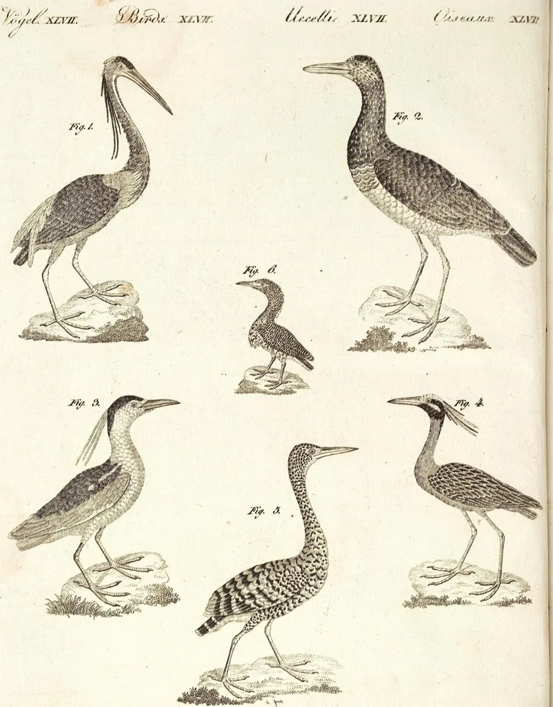 An illustration from (Band 4), 1802, leaf 3