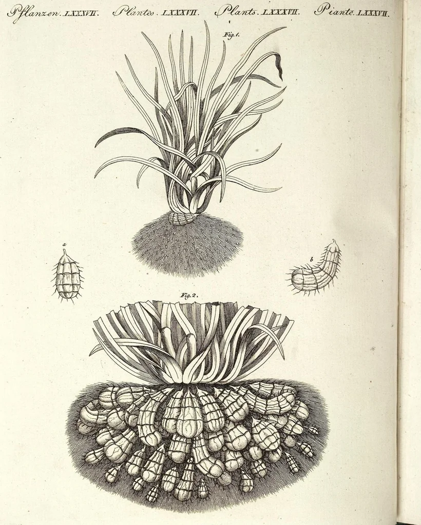 An illustration from (Band 4), 1802, leaf 311