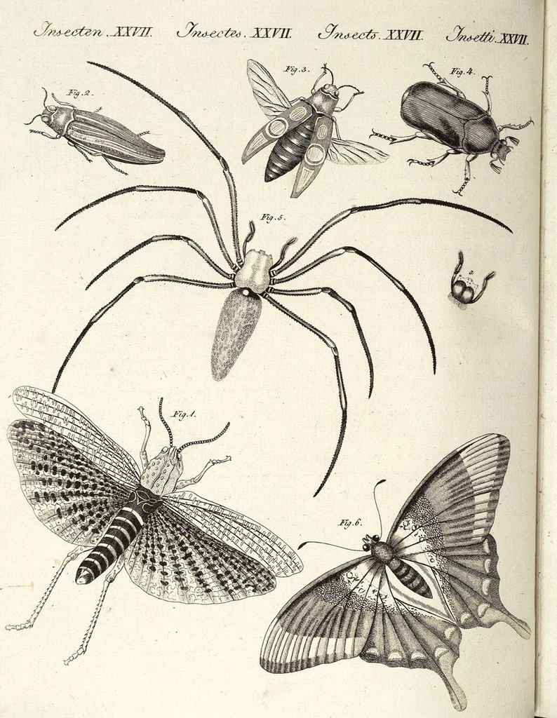 An illustration from (Band 4), 1802, leaf 316