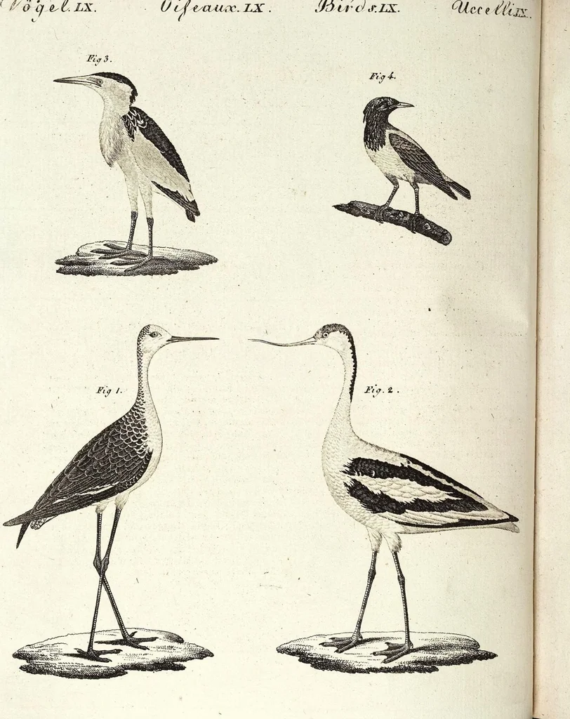 An illustration from (Band 4), 1802, leaf 321