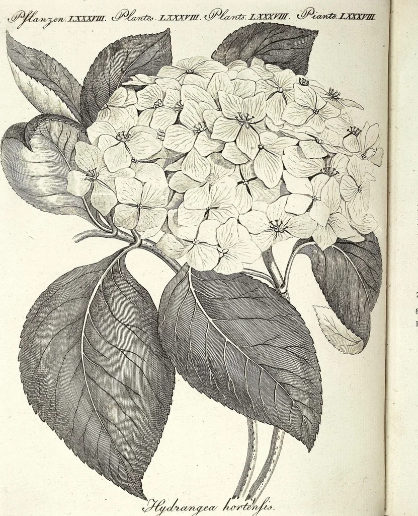 An illustration from (Band 4), 1802, leaf 326