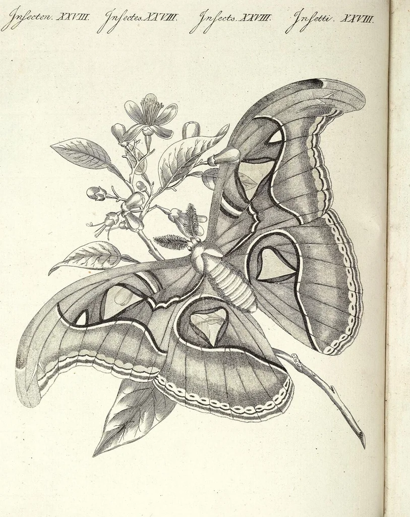 An illustration from (Band 4), 1802, leaf 336