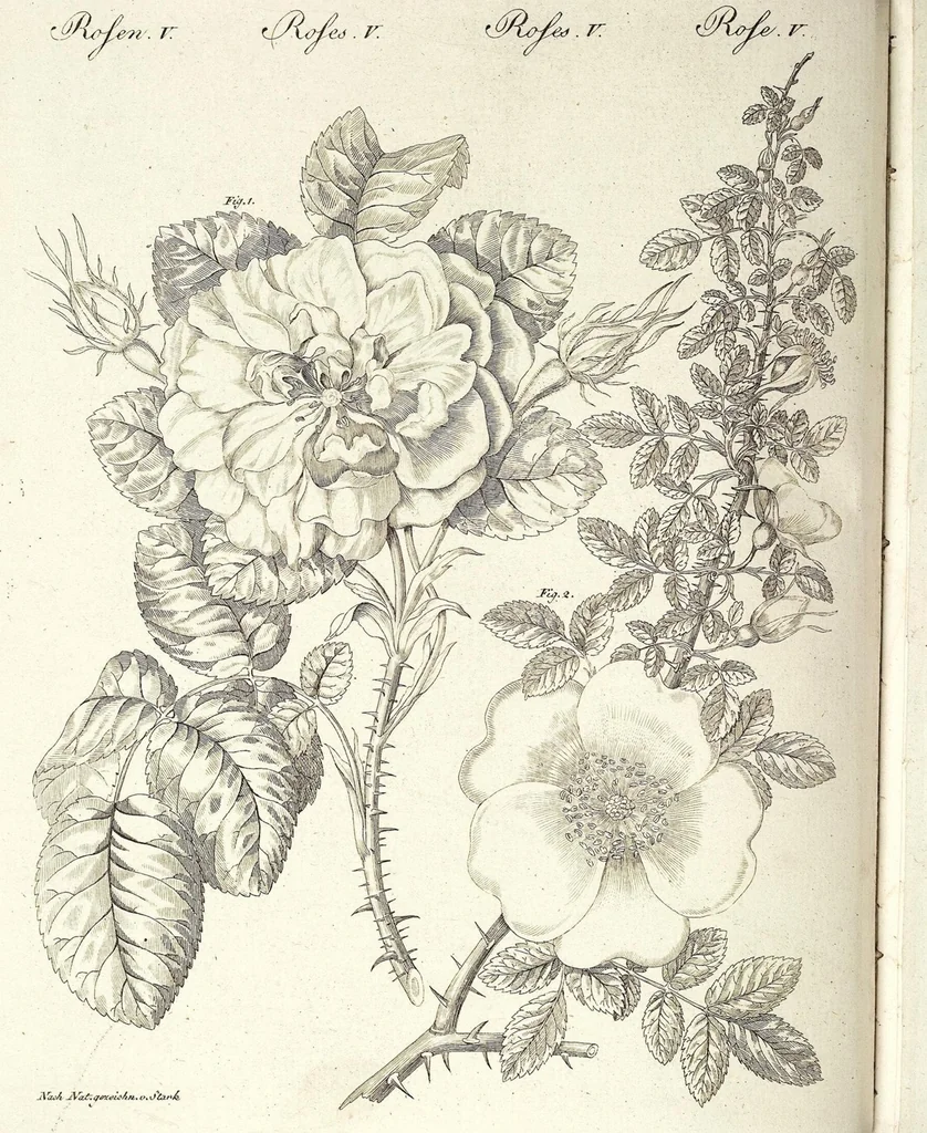 An illustration from (Band 4), 1802, leaf 341