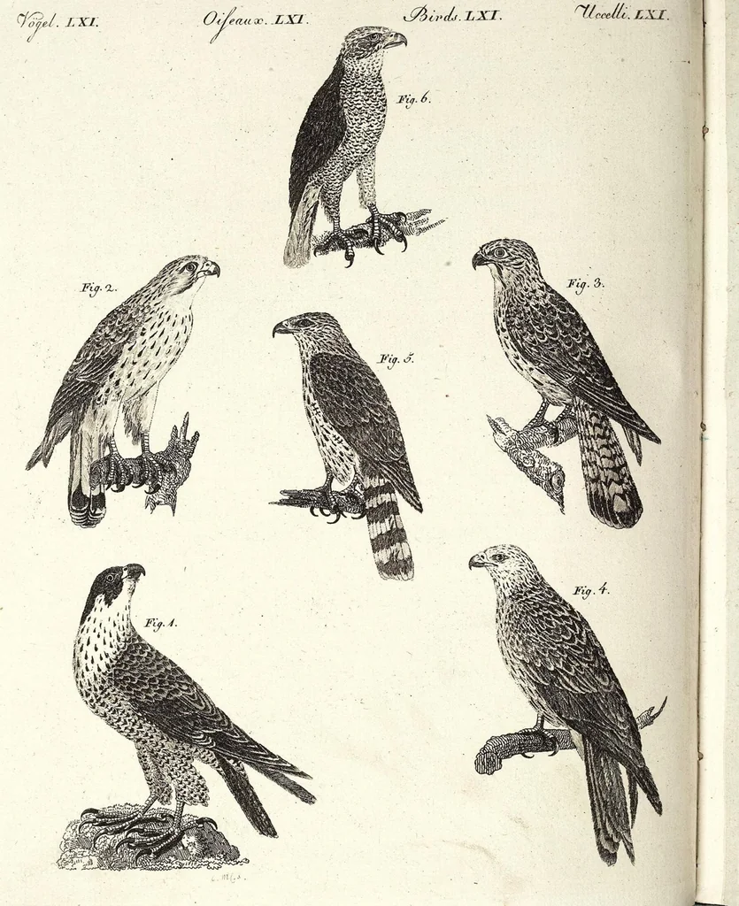 An illustration from (Band 4), 1802, leaf 346
