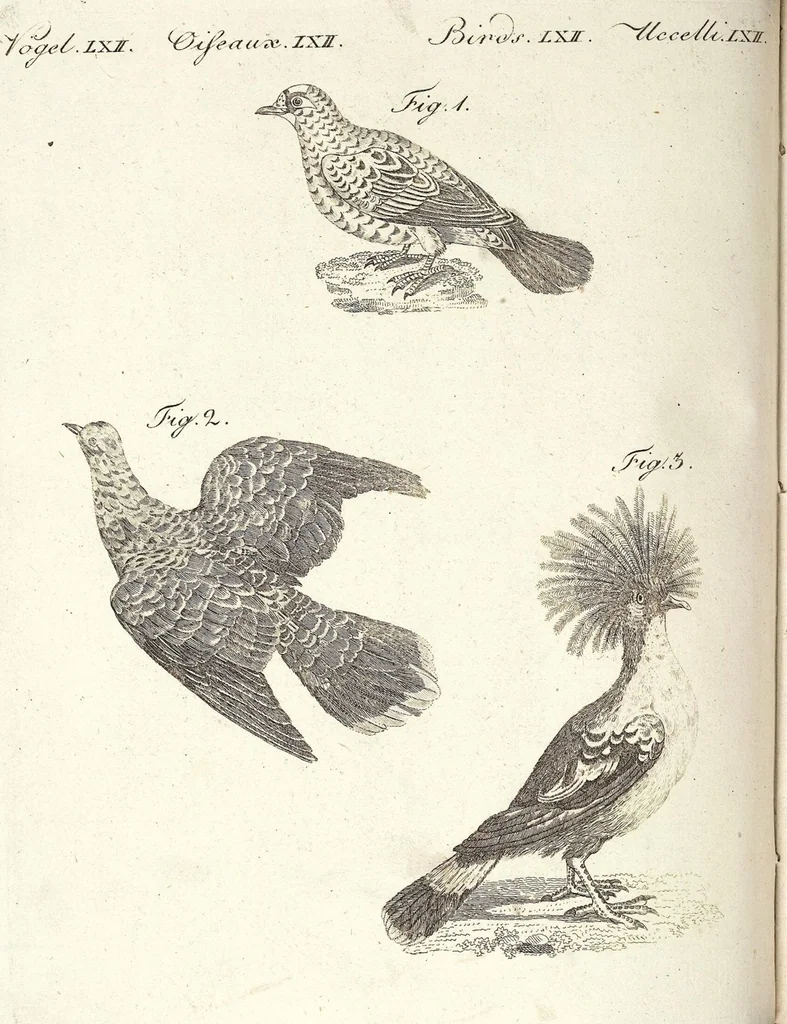 An illustration from (Band 4), 1802, leaf 351