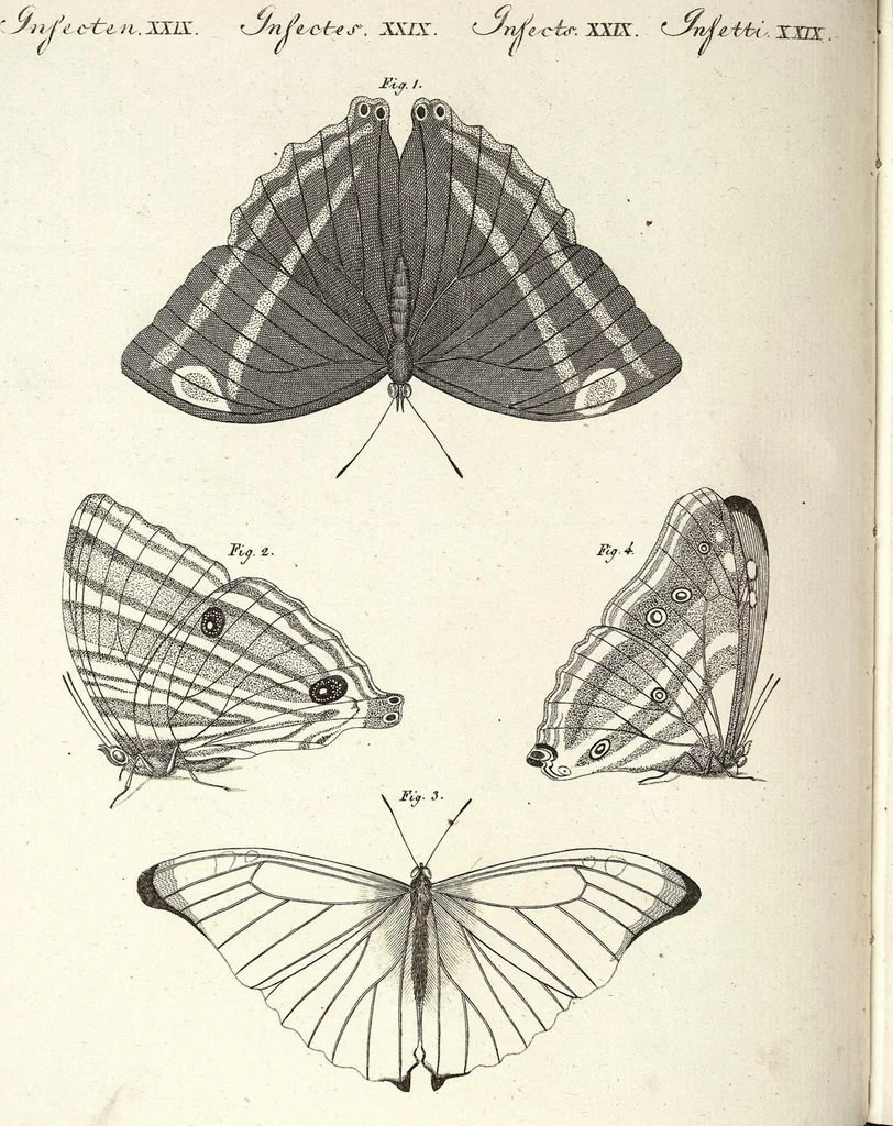 An illustration from (Band 4), 1802, leaf 356