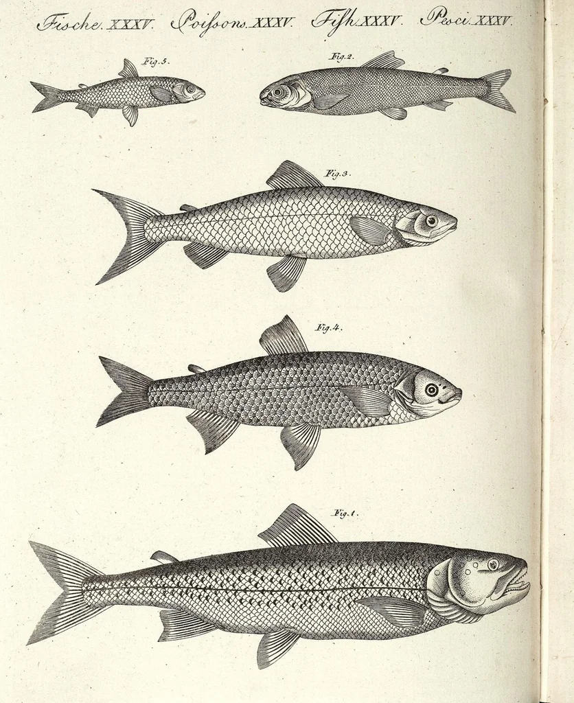 An illustration from (Band 4), 1802, leaf 361