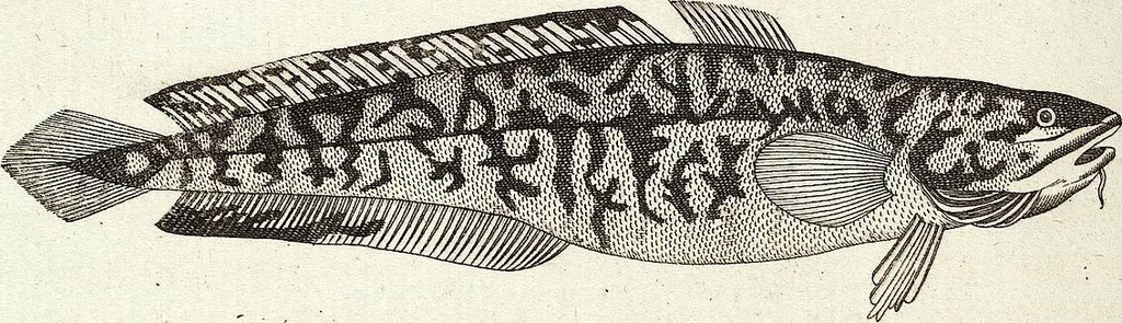 An illustration from (Band 4), 1802, leaf 376