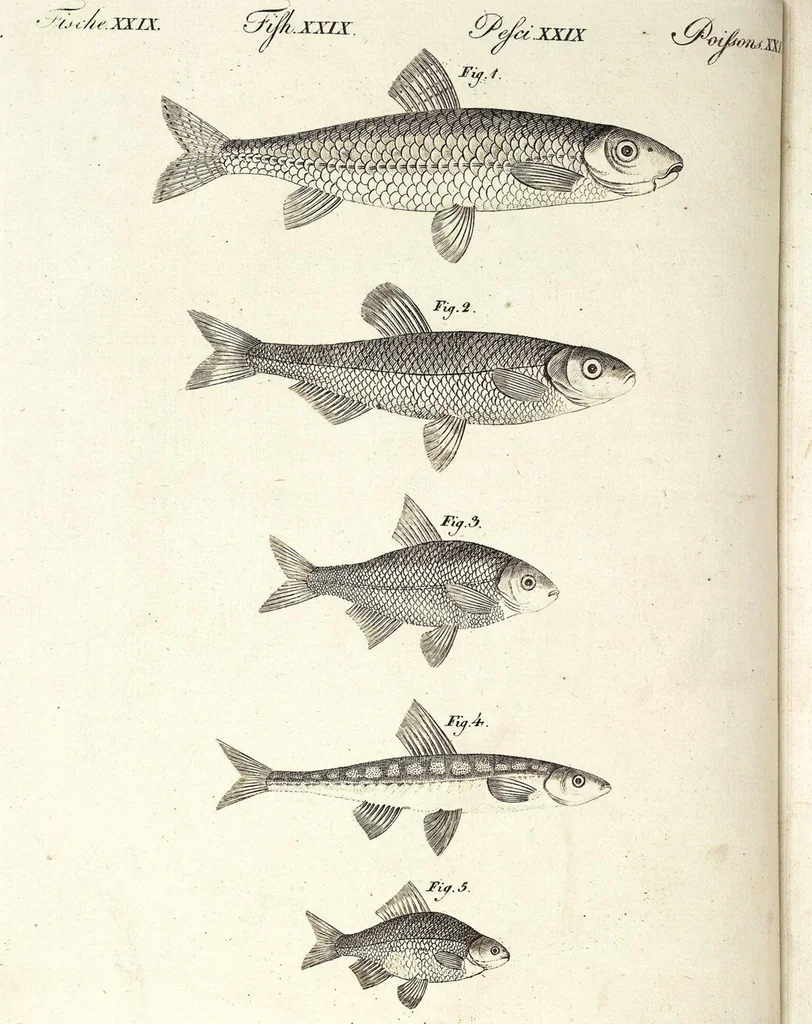 An illustration from (Band 4), 1802, leaf 38