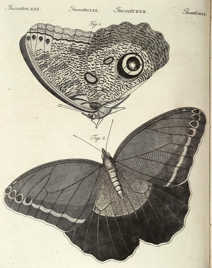 An illustration from (Band 4), 1802, leaf 381