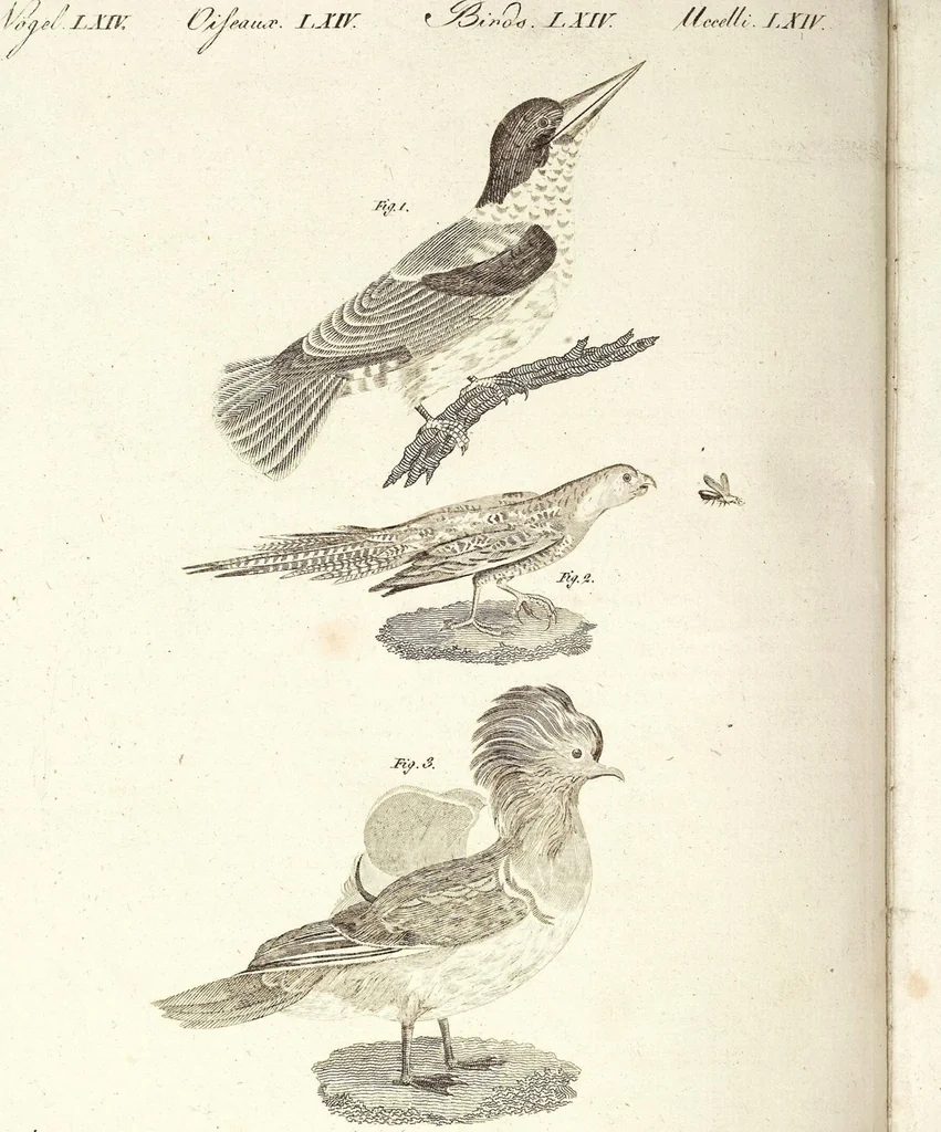 An illustration from (Band 4), 1802, leaf 401