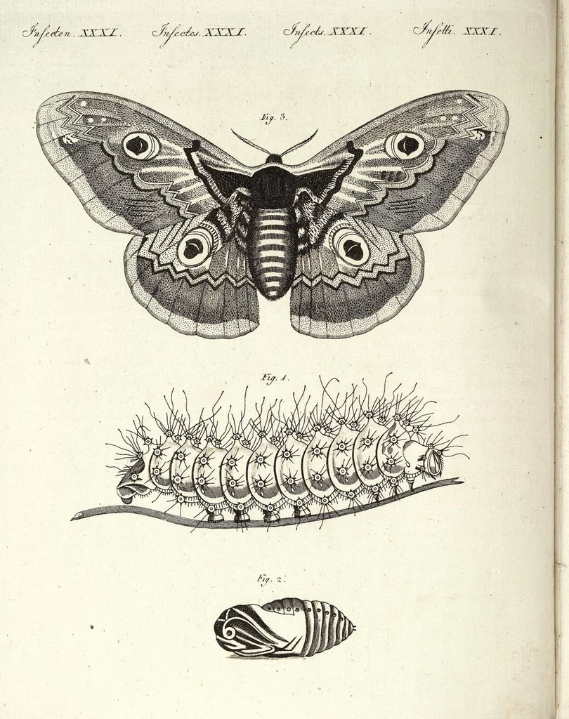 An illustration from (Band 4), 1802, leaf 406