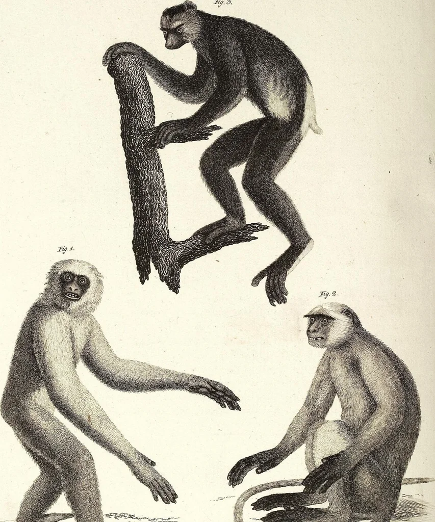 An illustration from (Band 4), 1802, leaf 411