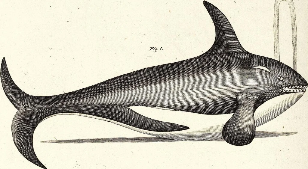 An illustration from (Band 4), 1802, leaf 416