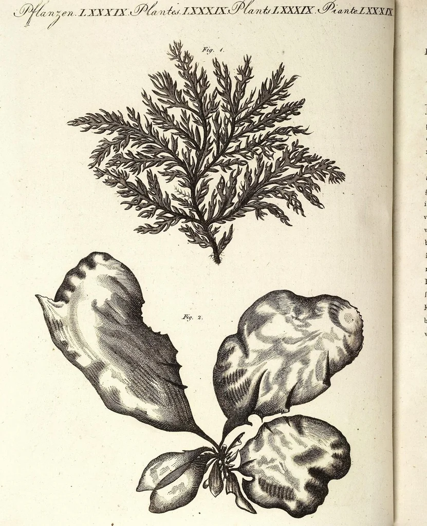 An illustration from (Band 4), 1802, leaf 421