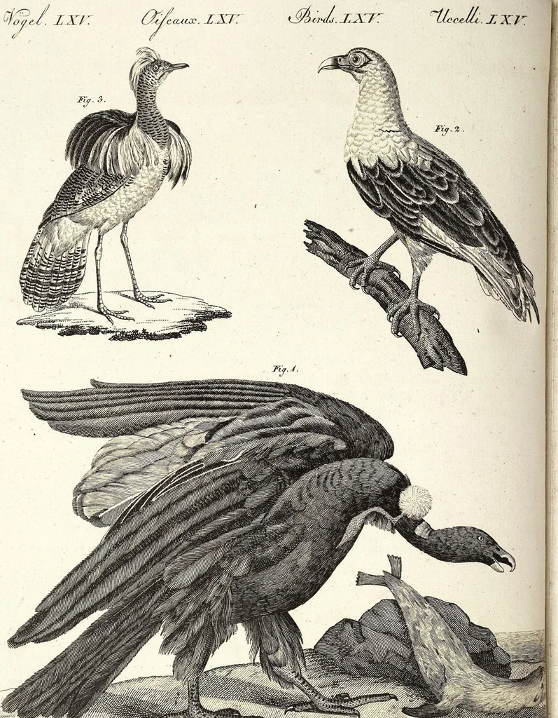 An illustration from (Band 4), 1802, leaf 426