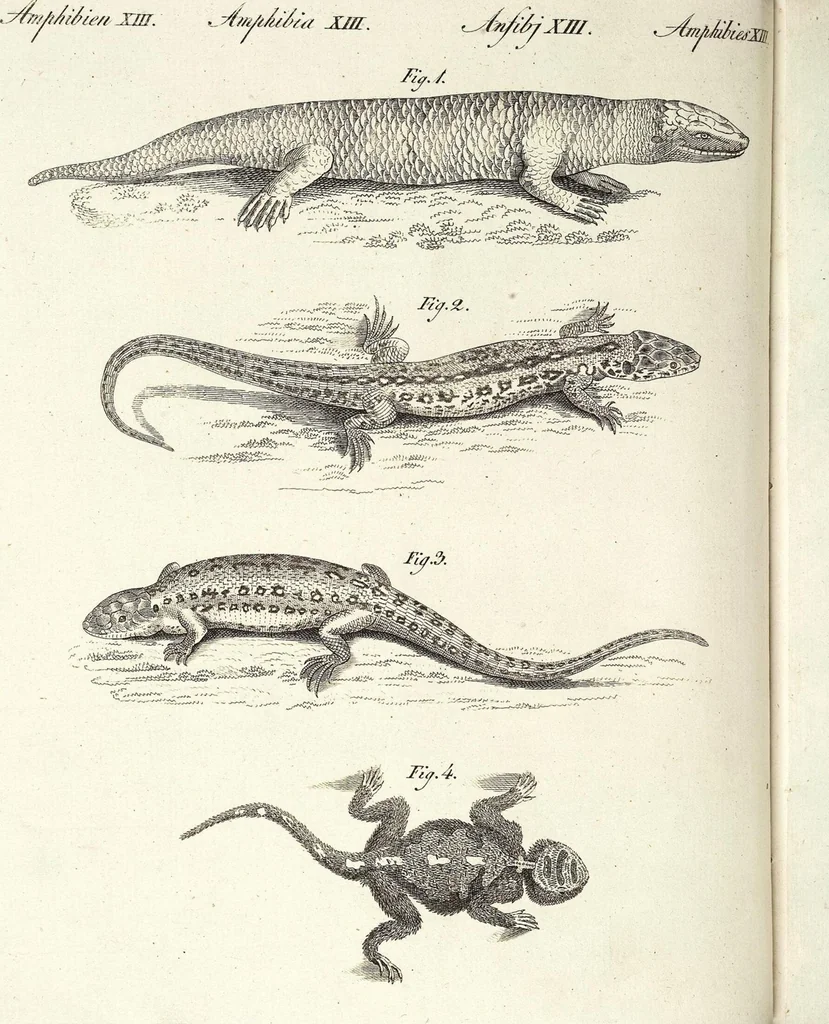 An illustration from (Band 4), 1802, leaf 43