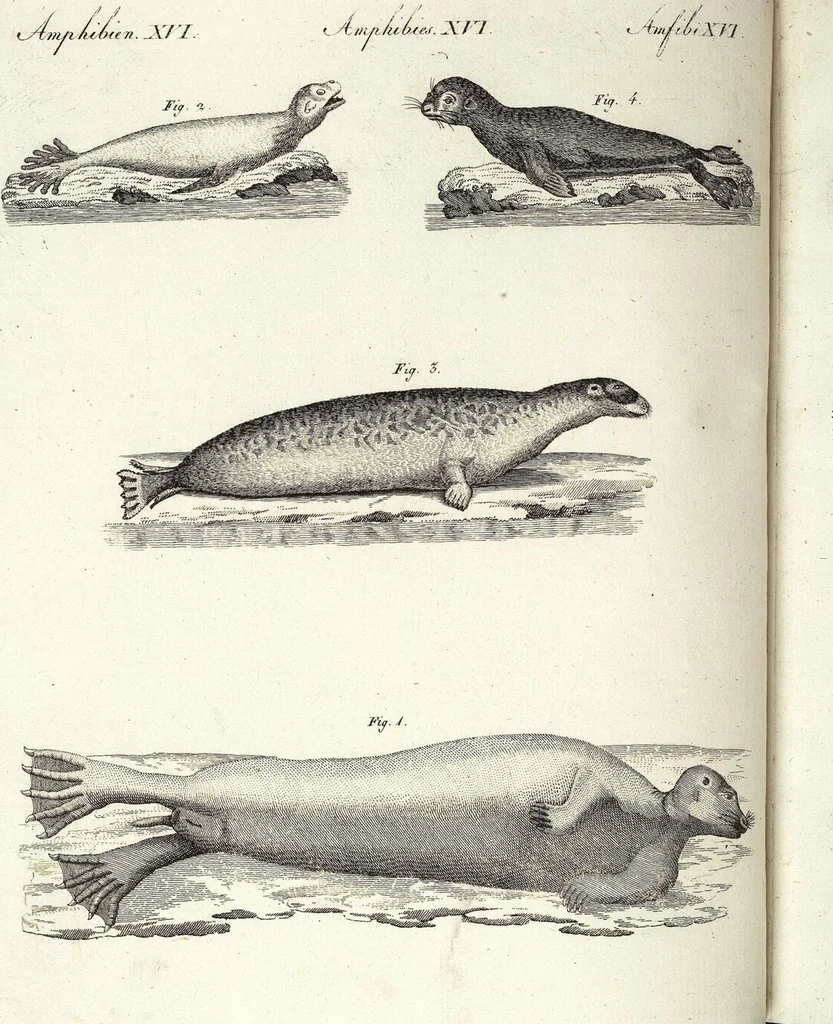 An illustration from (Band 4), 1802, leaf 436