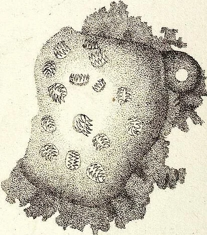 An illustration from (Band 4), 1802, leaf 441